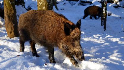 boar-2002317_1920