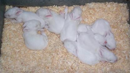 Au cours du développement des lapereaux, on observe trois types de pelage : le pelage du nouveau-né, le pelage infantile mature vers 8 à 10 semaines, et le pelage subadulte mature vers 5 mois. Ces mues infantiles permettent au lapereau de s’adapter à son environnement.