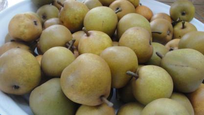 Cette année, le Parc naturel met en avant la Beurré Chaboceau  appelée aussi poire de Jefke.