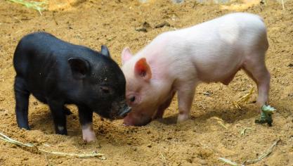 animal-2530930_1920