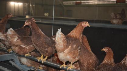 Les normes de bien-être animal imposées par l’Europe ne pèseraient guère sur la compétitivité des producteurs de l’UE, sauf notamment dans le secteur des œufs et ovoproduits.