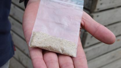 Environ 40.000 minuscules graines dans un sachet, c’est suffisant pour emblaver un ha.