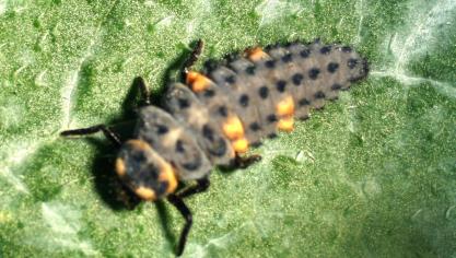Avec son aspect de bolide de course, la larve de coccinelle se déplace rapidement sur la plante entière. Dès qu'elle rencontre un puceron, elle s'arrête et son comportement de carnassier fait le reste.