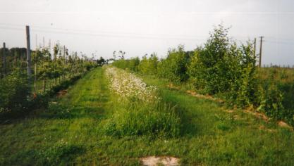 La haie mixte (à droite) atténue les effets mécaniques du vent sur les  fruitiers (à gauche) et réduit l’évapotranspiration. La bande fleurie (au centre) apporte une note décorative tout en attirant une faune diversifiée.