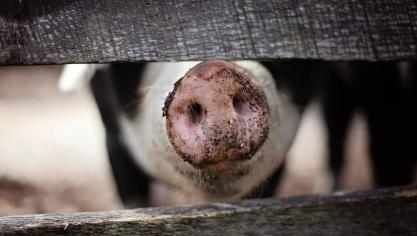 animal-1867180_1920