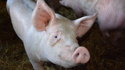 Pour le Benelux, la coopération transfrontalière est primordiale pour éviter une crise sanitaire dont les éleveurs n’ont aucunement besoin.