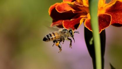 bee-259983_1920