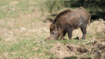Les dégâts réalisés par la faune sauvage, notamment les sangliers, sont chaque année très nombreux.  Pour calculer ceux-ci au plus juste, le logiciel est mis à jour deux fois par an.