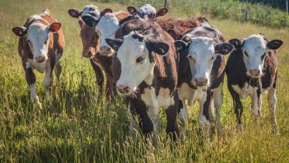 cow-3094242_1920
