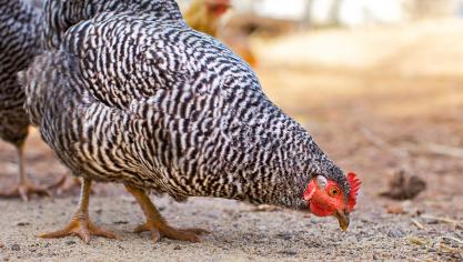 L’origine génétique du plumage barré lié au sexe chez les volailles vient d’être dévoilée par une équipe de chercheurs suédois et français. On retrouve ce plumage chez la Braekel ou chez le coucou de Rennes, par exemple.