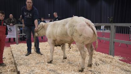 Tenace du Ry Neuf Moulin (Officier X Ferrero), 1
er

prix des taureaux de 8 à 10 mois, à Jacques, Raphael & Emmanuel Wylock, de Jeneffe.