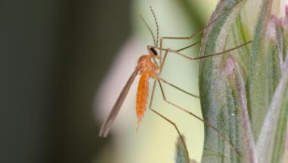 La cécidomyie orange du blé est un ravageur dont les larves se nourrissent aux dépends des grains et peuvent causer de grandes pertes de rendement et de qualité des récoltes. L’ampleur des dégâts dépend de l’intensité des vols et de leur coïncidence avec les stades sensibles des céréales.