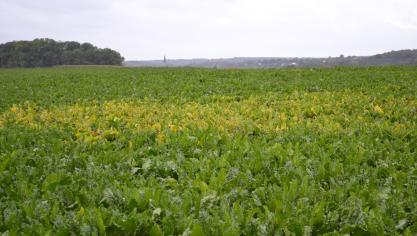 Faute des moyens de lutte évoqués ici, la jaunisse virale, transmise par des pucerons à un stade très jeune de la culture, pourrait se réveiller et mettre en danger la rentabilité et plus largement la pérennité même de la betterave sucrière dans nos régions!