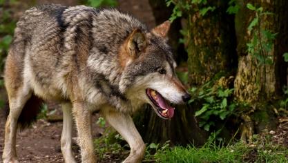 wolf-3151876_1920