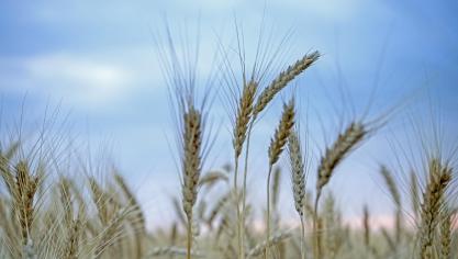 wheat-3205954_1920