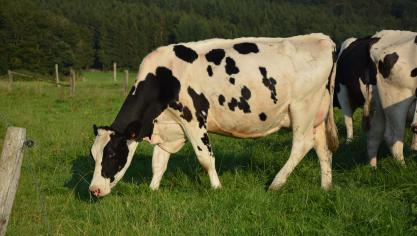 Dans une gestion de pâturage, c’est toujours la plante qui est au cœur du système et non l’animal. L’important est donc de favoriser au mieux l’herbe, et pas la vache.