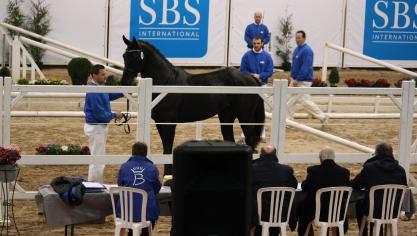 L’International Selection Show du Studbook SBS à l’Ecole Provinciale  d’Élevage et d’Équitation à Gesves reste le rendez-vous phare de l’année.