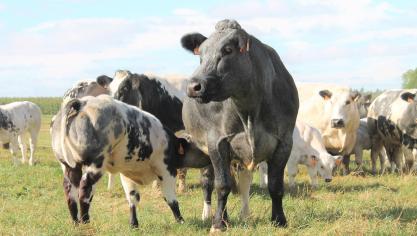 cow-2218072_1920