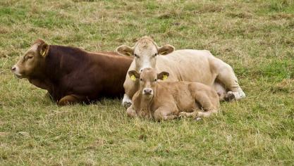 cattle-1151500_1920