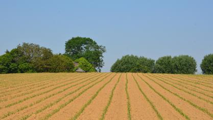 La protection des parcelles de maïs contre les mauvaises herbes voit l’arrivée de trois nouvelles spécialités sur le marché.