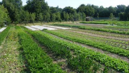 Le céleri-rave est surtout cultivé pour être valorisé en industrie. Mais il reste de belles opportunités de production pour le circuit court.