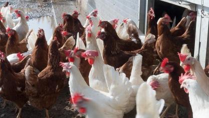 chicken-1230973_640