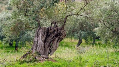olive-tree-1973386_1920