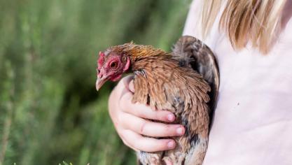 Prendre soin des animaux, l’un des bienfaits que les personnes fragilisées peuvent trouver à la ferme.