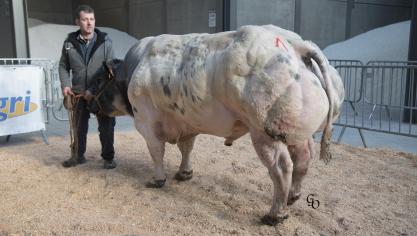 Crelan du Fond de Bois (Adajio X Monarque), champion des taureaux de 54 mois et +, à Léon Lamontagne & Julien Lamontagne, Somme-Leuze.
