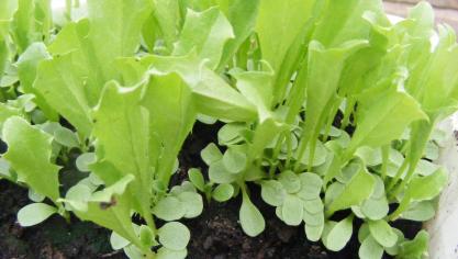 Les semis de printemps se font à chaud avec une préférence pour les semis en godets ou en mottes pressées. Les semis d'été et d'automne se font en plein air pour avoir des plants à racines nues ou des plants en godets ou mottes pressées.
