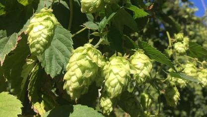 Les organisations agricoles demandent à Bruxelles de préserver la production biologique de houblon.