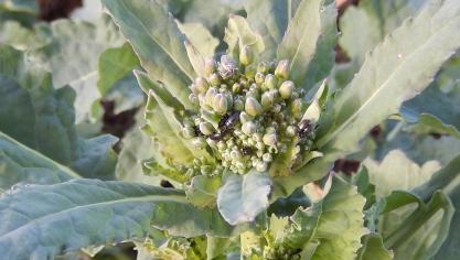 Les plus petites plantes sont les plus fragiles vis-à-vis des attaques de méligèthes qui recherchent le pollen dans les boutons avant la floraison.