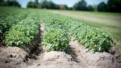 agriculture-2654157_1920