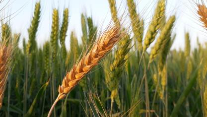 Céréales: un potentiel pour les valoriser localement?