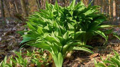 bears-garlic-3315975_1920