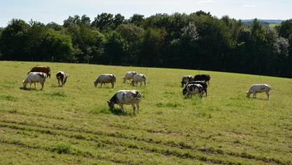 Afin d’avoir une idée du rendement d’une prairie à contraintes, et donc de déterminer comment la valoriser au mieux, il est important de réaliser un relevé floristique.
