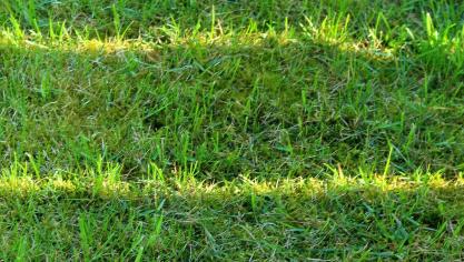 lawn-3336861_1920