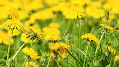 dandelion-3345317_1920