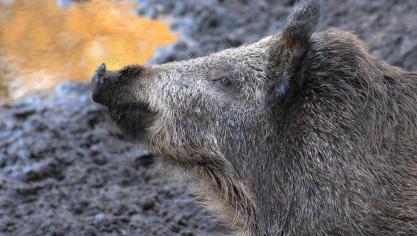Si la peste porcine venait à se  répandre en  Belgique,  les sangliers  en seraient  certainement  des vecteurs  privilégiés.