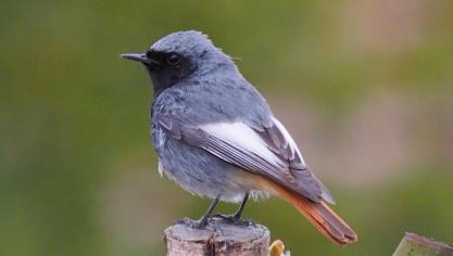 nature-3374913_1920