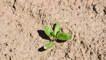 À partir du stade 4 feuilles, des herbicides racinaires peuvent être ajoutés au traitement Far pour apporter de la rémanence.