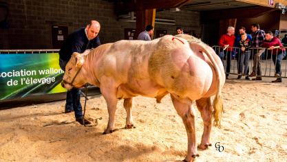 Acajou de Renuamont (Horace X Judo), champion des taureaux moyens, à Paul-Emile &  Patrick Pierlot, Sainte-Ode.