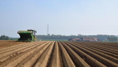 Un total de 585.600 ha serait planté cette année en NEPG.