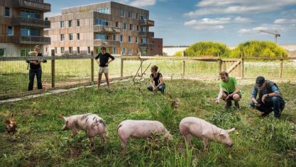 À Gand, des éleveurs récupèrent les déchets alimentaires de la grande distribution pour nourrir leurs porcs. La viande est ensuite étiquetée  comme contributrice à la réduction des déchets alimentaires.  Et ça marche!