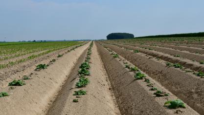 Les plantations de ce printemps à l’échelle nationale sont estimées à 94.746 ha, en recul de 0,6% par rapport à l’an denier.