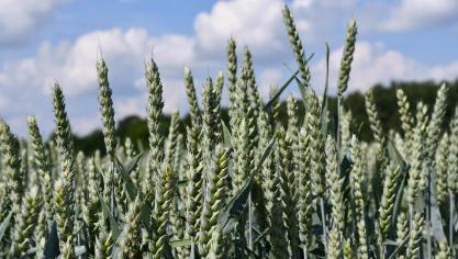 Tout traitement insecticide contre la cécidomyie orange est désormais à éviter.