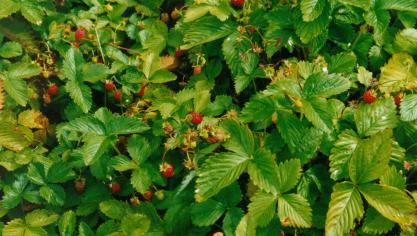 Fragaria vesca, le fraisier des bois, produit un fruit très parfumé, d’environ 1 g et se détachant facilement du calice.