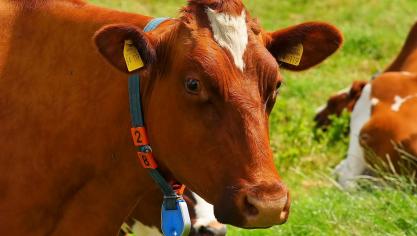 Le prix des vaches de réformes est globalement à la hausse en Europe.