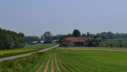 Depuis la semaine dernière (photo), les plantules de maïs se sont bien développées, mais les populations de pucerons n’ont pratiquement pas progressé.
