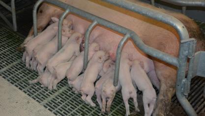 Souhaitée par Delhaize et commercialisée par Danis, la génétique  « Bouquet » permet d’éviter la castration des porcelets.